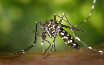 Living with the Ever-Present Mosquito