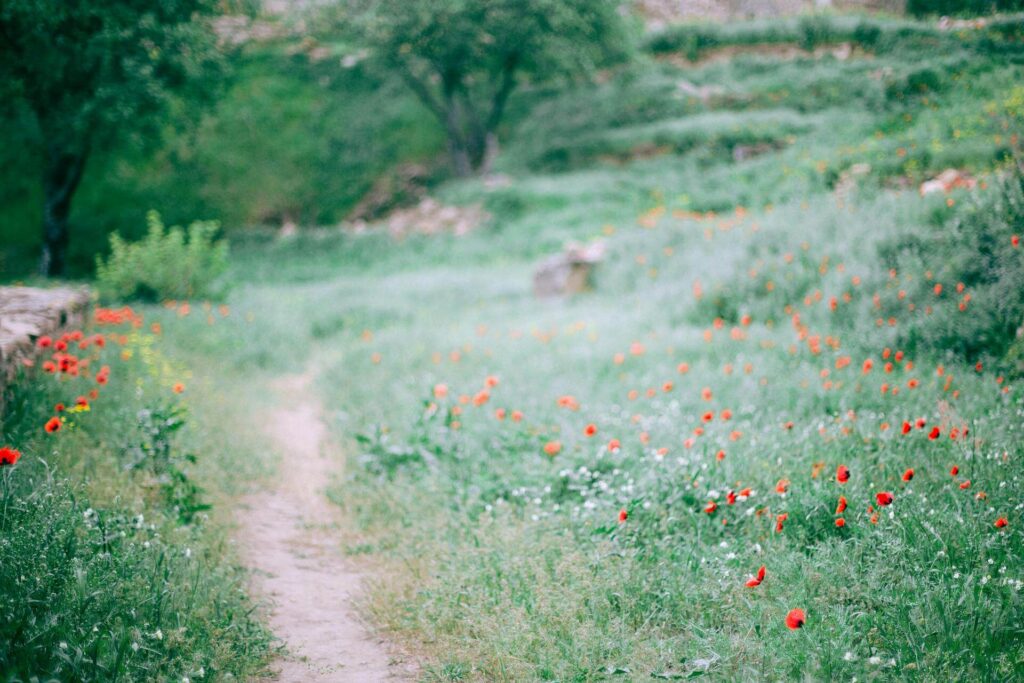 Grassy Field