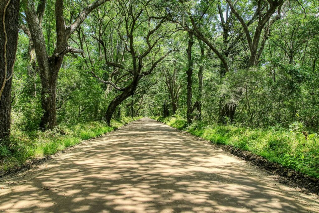 Edisto Island Charleston SC Image