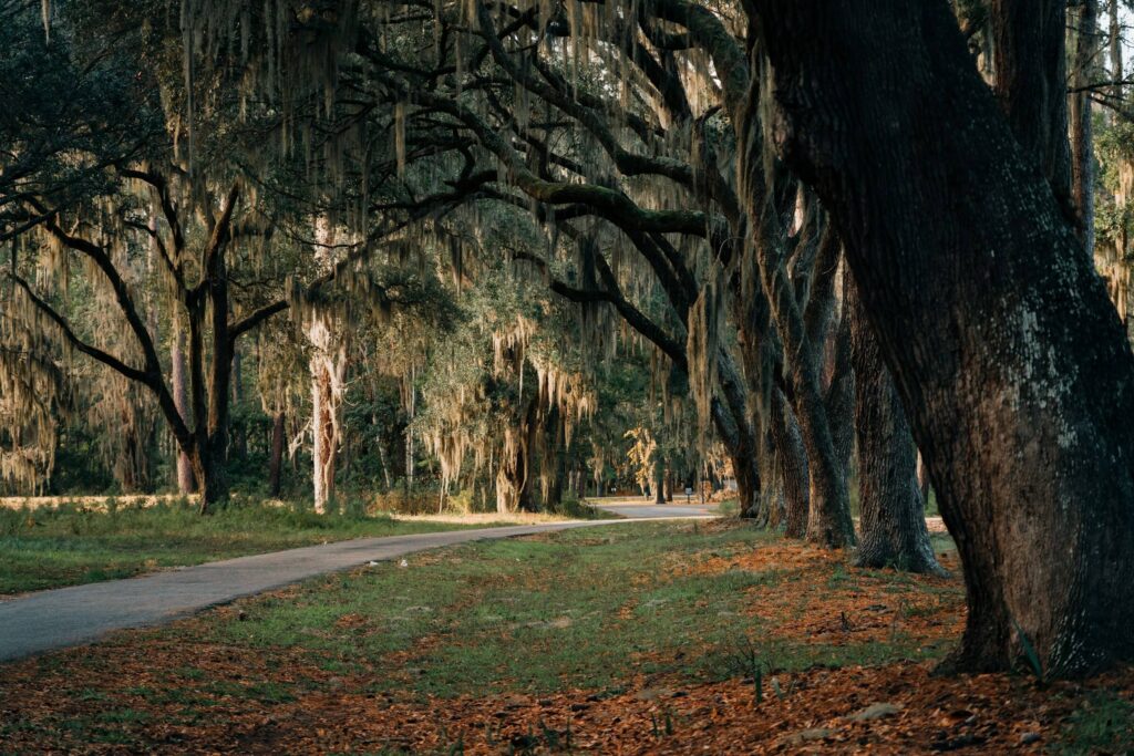 Hanging Moss South Carolina Image