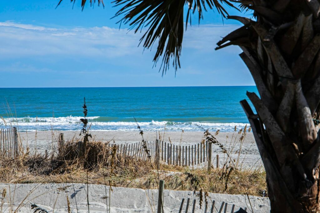 Myrtle Beach SC Palmetto Tree Image