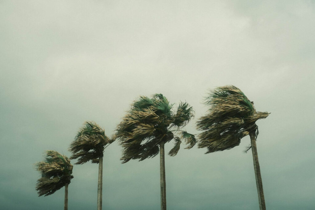 Hurricane Palm Trees Image